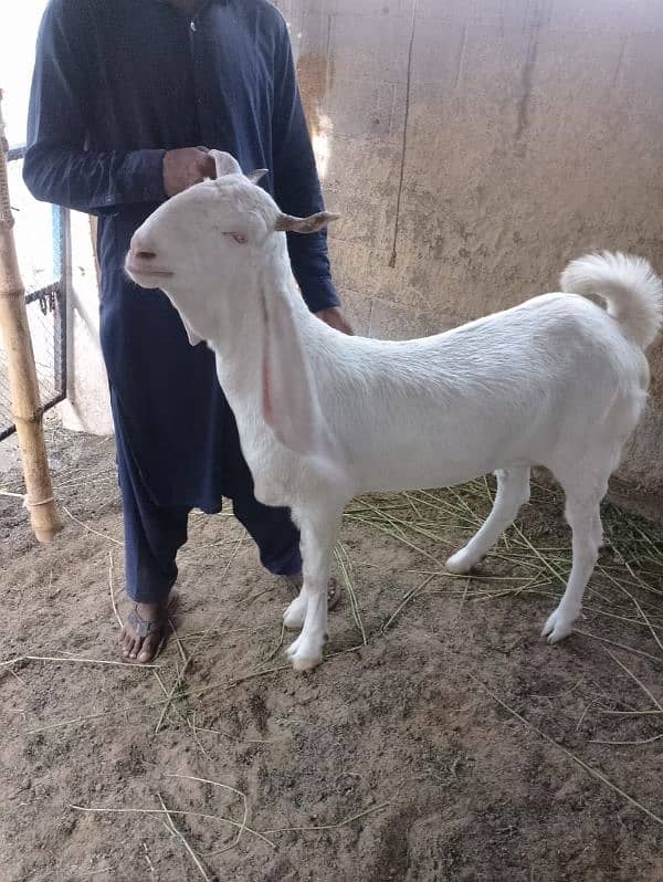 gulabi bakri goat bakra 4