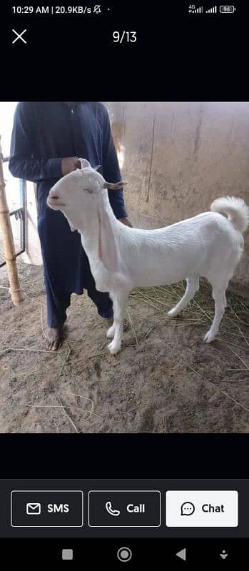 gulabi bakri goat bakra 5