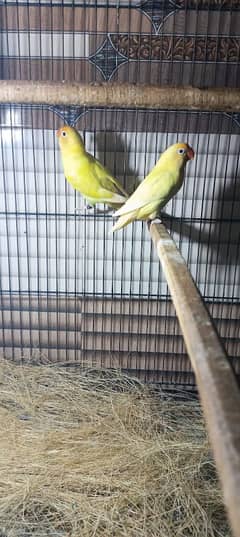 Lovebirds Decino pair with DNA