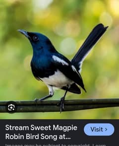 Oriental magpie-robin