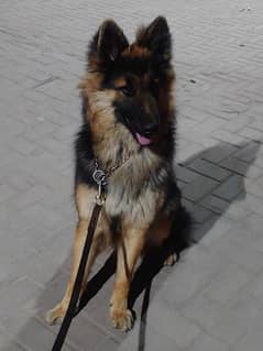 Long Coat German shepherd