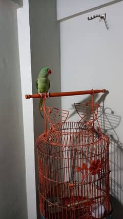 Alexandrine (Pahari) Parrot 0