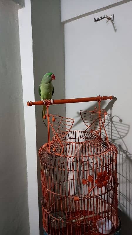 Alexandrine (Pahari) Parrot 0