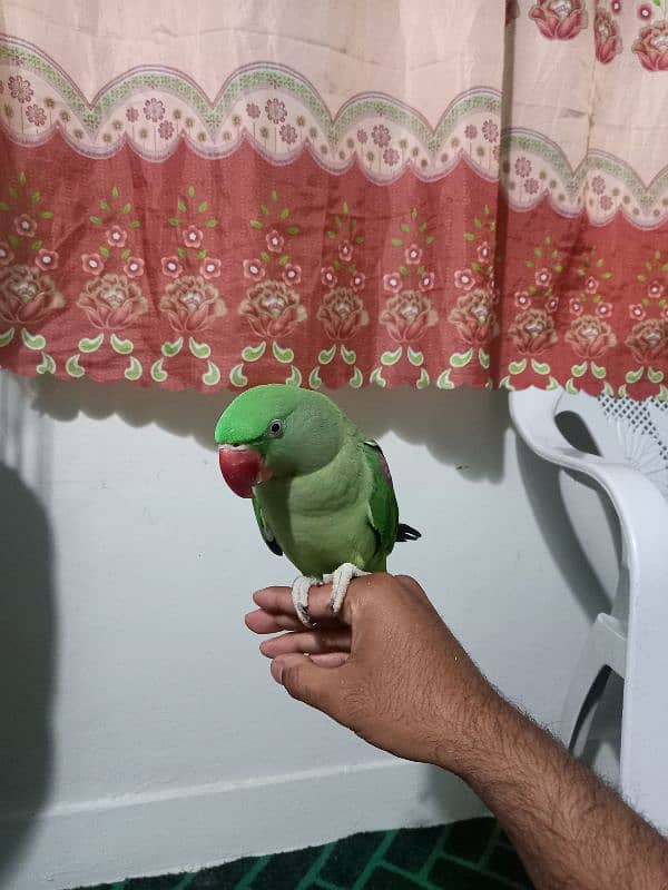 Alexandrine (Pahari) Parrot 1