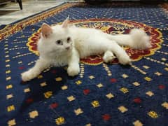 Persian kitten 4 months blue eyes 0