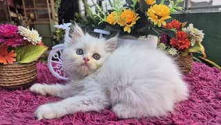 Heavy Fur Triple coat pure Persian kitten