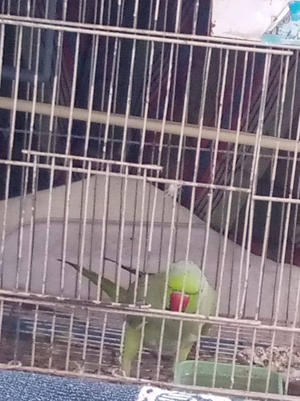 Green Ringneck male sale 1