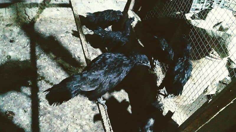 ayam cemani grey tongue 1