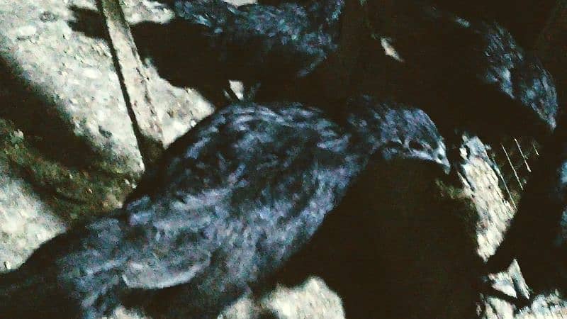 ayam cemani grey tongue 2