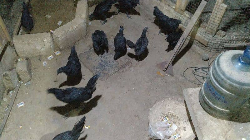 ayam cemani grey tongue 3