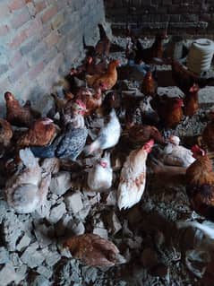 Desi Golden Misri Egg Laying Hens and eggs for sale