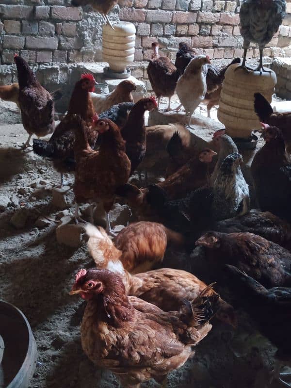 Golden Misri Egg Laying Hens and eggs for sale 5