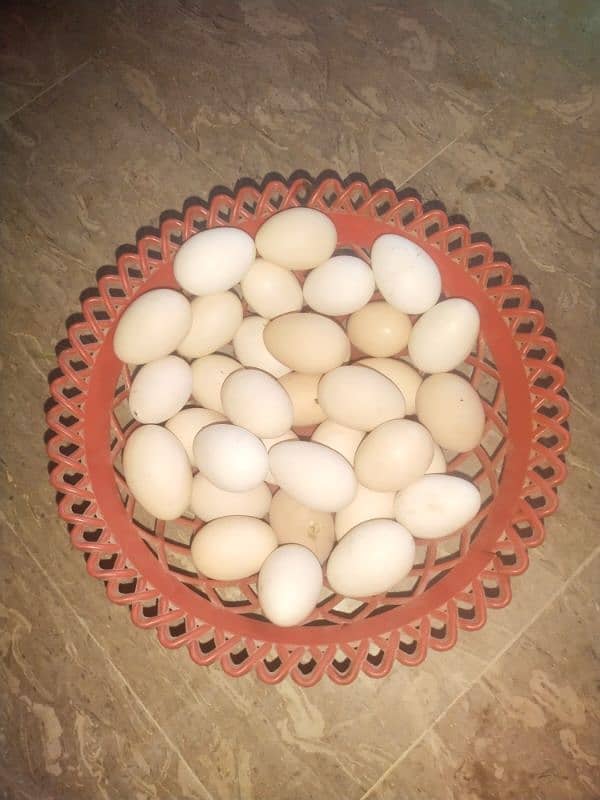 Golden Misri Egg Laying Hens and eggs for sale 6