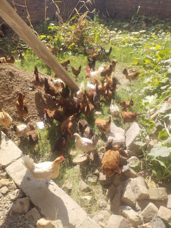 Golden Misri Egg Laying Hens and eggs for sale 12