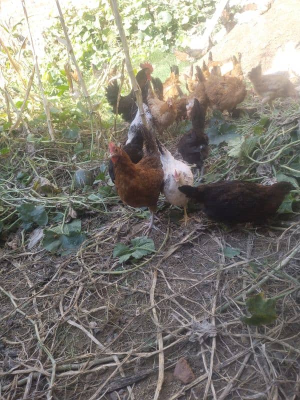 Golden Misri Egg Laying Hens and eggs for sale 13