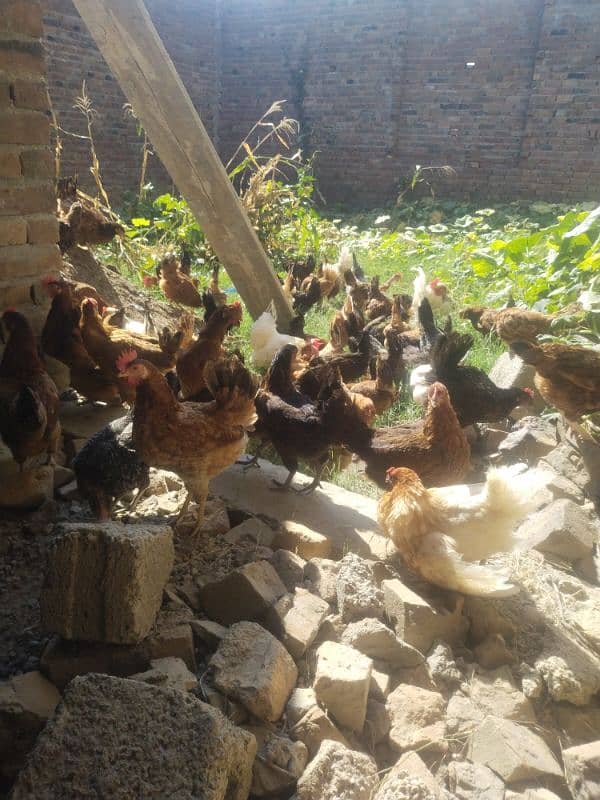 Golden Misri Egg Laying Hens and eggs for sale 14