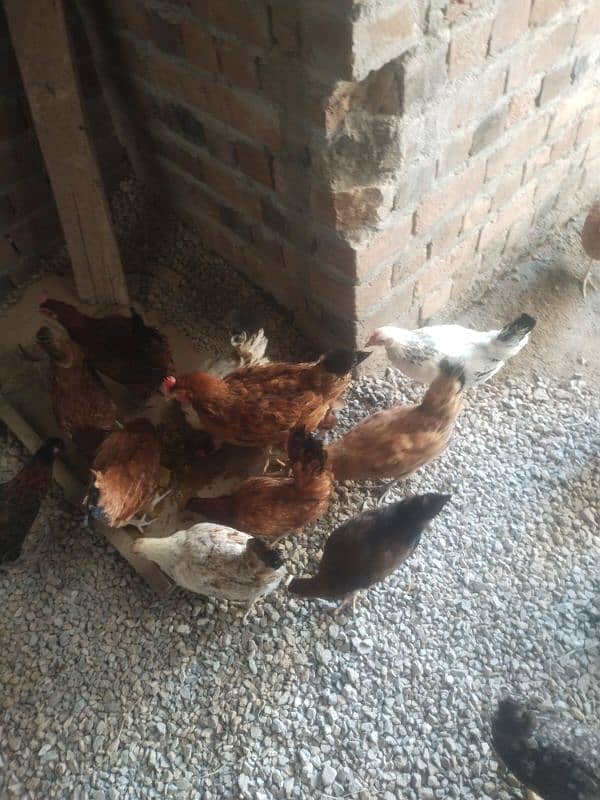 Golden Misri Egg Laying Hens and eggs for sale 15