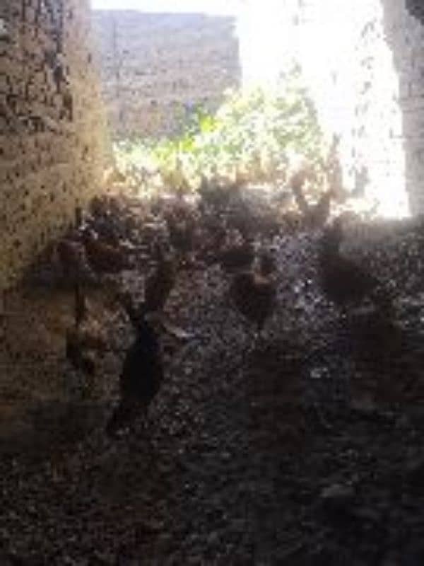 Golden Misri Egg Laying Hens and eggs for sale 16