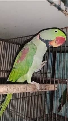 Raw talking parrot only call 03217242445