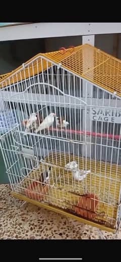 5 Pair birds with cage