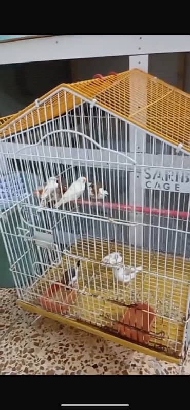 5 Pair birds with cage 0