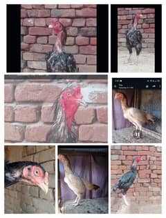 high quality aseel birds for sale. 03030254322 0