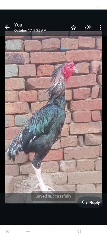 high quality aseel birds for sale. 03030254322 6