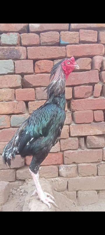 high quality aseel birds for sale. 03030254322 8