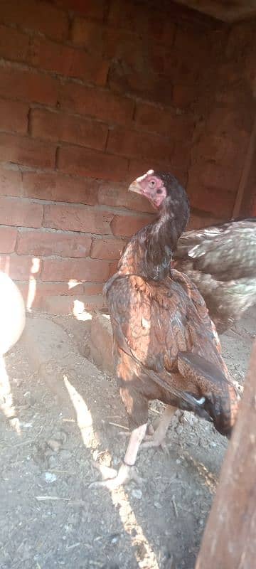 high quality aseel birds for sale. 03030254322 9