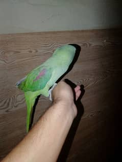 row parrot