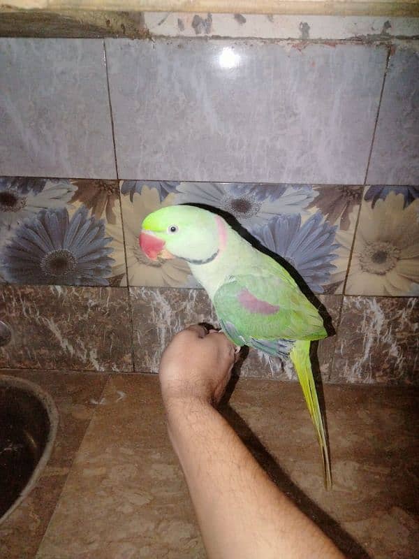 row parrot 4