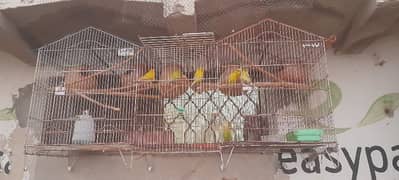 7 Australian parrots with large cage. 4ft L, 14inch W, 22inch H.