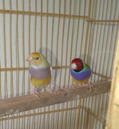 Gouldian Breedar Pair