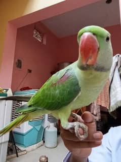 6 month age"Hand time perrot. 0