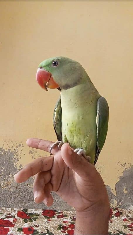 6 month age"Hand time perrot. 1