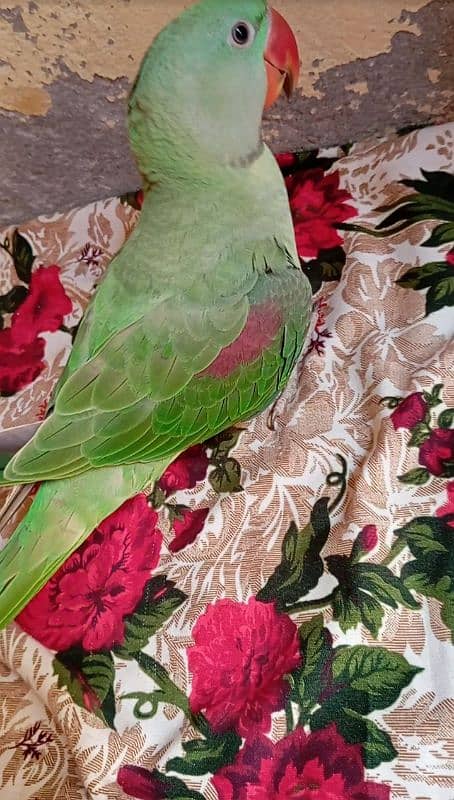 6 month age"Hand time perrot. 2