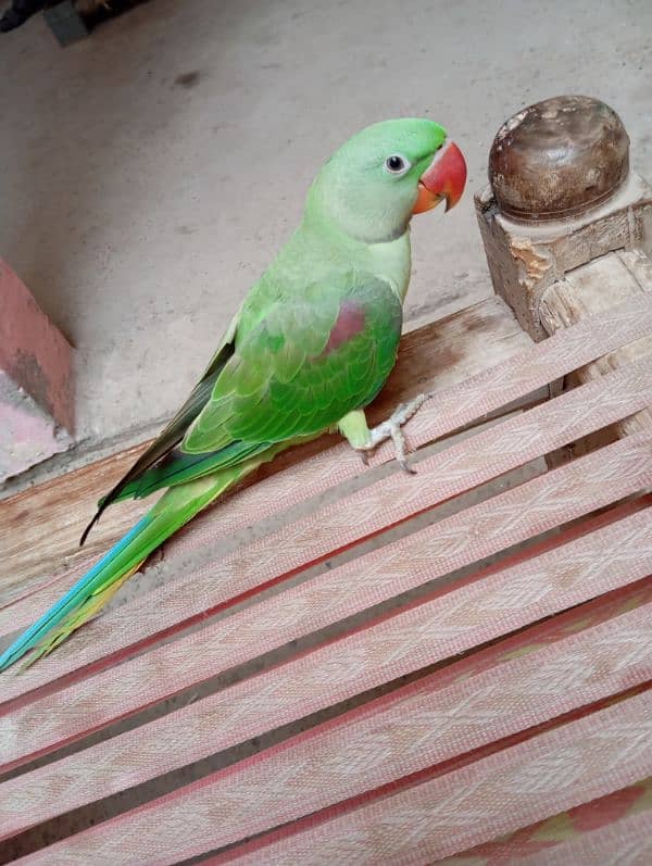 6 month age"Hand time perrot. 3