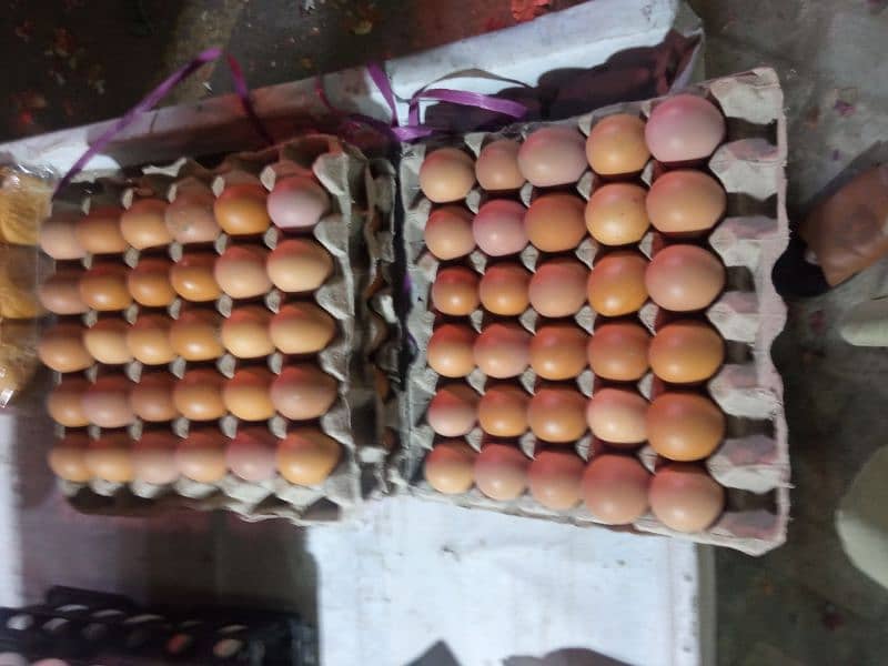 DESI eggs (anday) FRESH AND PURE 2