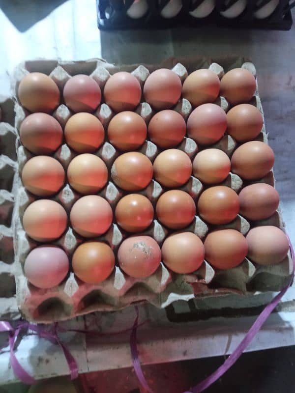 DESI eggs (anday) FRESH AND PURE 3