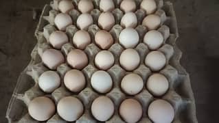 Golden misri eggs| Egg laying Hens| Murgiya | desi Andy