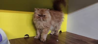 Persian cat for sale female or male my WhatsApp 0329=21=38=556