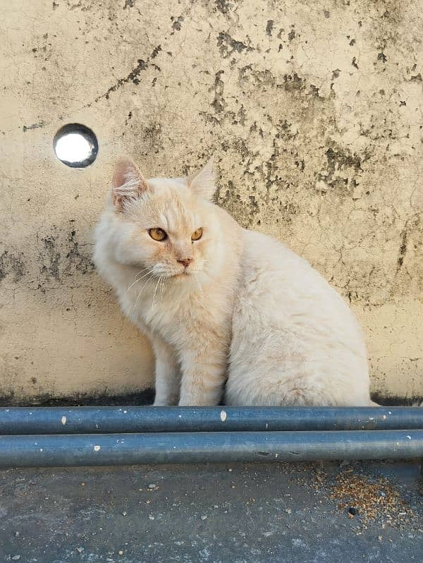 Persian cat available in search of new home 1