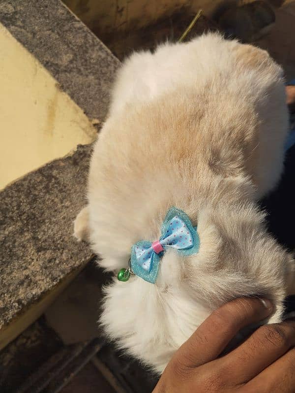 Persian cat available in search of new home 3