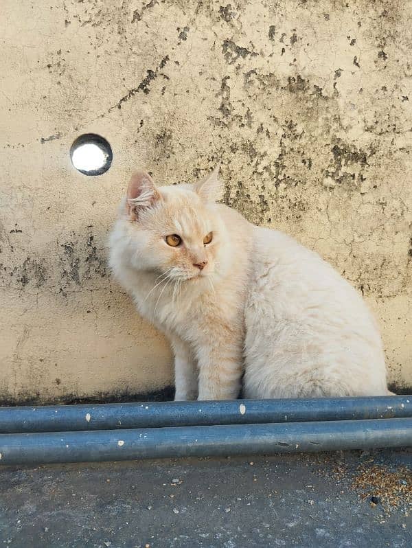 Persian cat available in search of new home 6