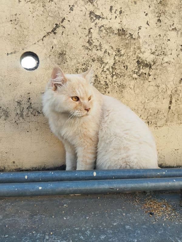 Persian cat available in search of new home 7