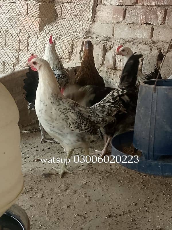 desi hen watsup 03006020223 1