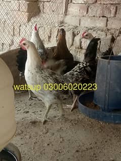 desi hen watsup 03006020223