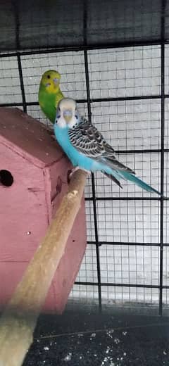 Australian Parrots