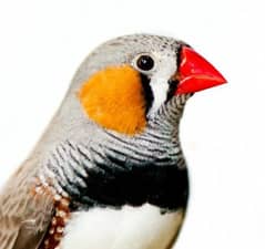 Under Size Zebra finches 2 Pair