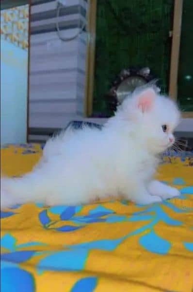 Persian Cat for sale my WhatsApp number 03475940629 0